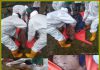 Geger……Warga Tegar Temukan Mayat Tanpa Identitas Terapung di Parit Kebun