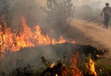 Terdeteksi 47 Titik Panas di Sumatera, Terbanyak Terdapat di Riau