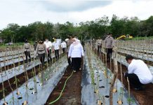 Bupati Bengkalis Kasmarni Menanam 8.000 Pohon Cabai Merah Keriting