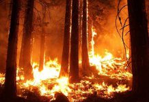 Terkait Prediksi BMKG Pekanbaru, Gubri Minta Bupati dan Walikota Lakukan Pencegahan Karhutla di Riau