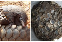 Bawa 3,4 Kg Sisik Trenggiling Dari Siak, Dua Warga Asal Kepulauan Meranti Diamankan
