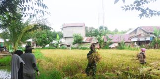Babinsa Blang Guci Bantu Panen Padi Petani