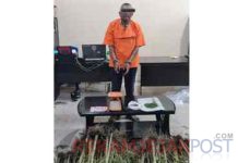 Seorang Kakek di Tanah Karo Ditangkap Polisi, Diduga Menanam Ganja di LadangNya