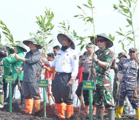 Kegiatan Penghijauan dan Penanaman Mangrove di Sambut Baik Oleh Bupati Bengkalis