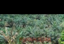 Ahirnya Muncul Juga Dikebun Masyarakat Diduga Dewan Rampas Kebun Janda Renta Dalam Kawasan