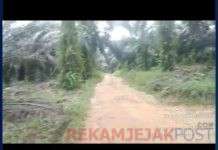 Kebun Pengusaha Kelapa Sawit Milik Oknum Cina Inisial J Dengan Luas Sekira 400 Ha, Diduga Ilegal