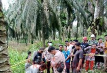 Penemuan Mayat Perempuan di PT SAI di Desa Lubuk Bendahara Timur,!!! Simak Kronologisnya,,,,,
