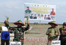 Dukung Ketahanan Pangan Nasional, Kodim 0321 Rohil Perdana Tanam Padi Sawah