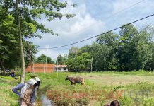 Masyarakat Desa Kuala Alam Laksanakan Gotong Royong Bersama