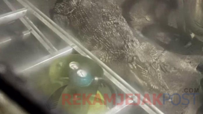 BUAYA