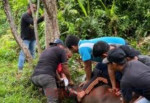 Dinkes Berkurban Tiga Ekor Sapi pada Idul Adha 1446 H