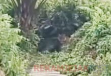 Warga Siak Rekam Penampakan Harimau Sumatra di Mempura