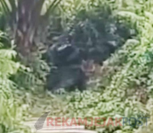 Warga Siak Rekam Penampakan Harimau Sumatra di Mempura