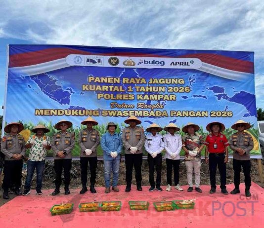 Panen Raya Jagung di Kampar, Sinergi Polres dan Dunia Usaha Perkuat Swasembada Pangan