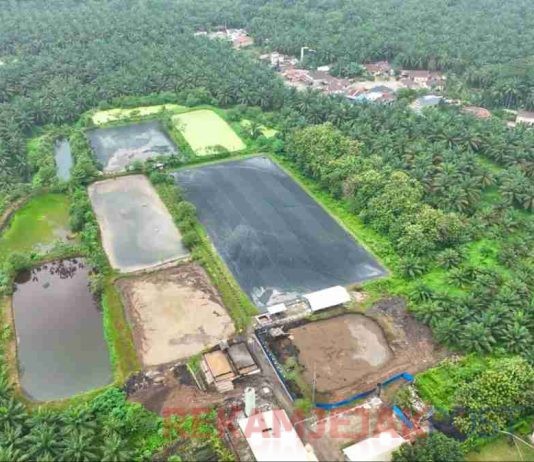 PalmCo Andalkan Dua PLTBg Tekan Biaya Energi di Tengah Gejolak Global