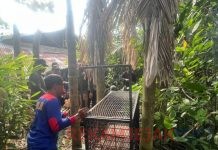 BBKSDA Riau Langsung Bertindak Setelah Laporan Dari Warga Tembilahan