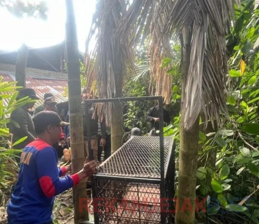 BBKSDA Riau Langsung Bertindak Setelah Laporan Dari Warga Tembilahan