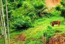 BKSDA Aceh Segera Kerahkan Tim Untuk Pencegahan Konflik Harimau Di Pemukiman Warga