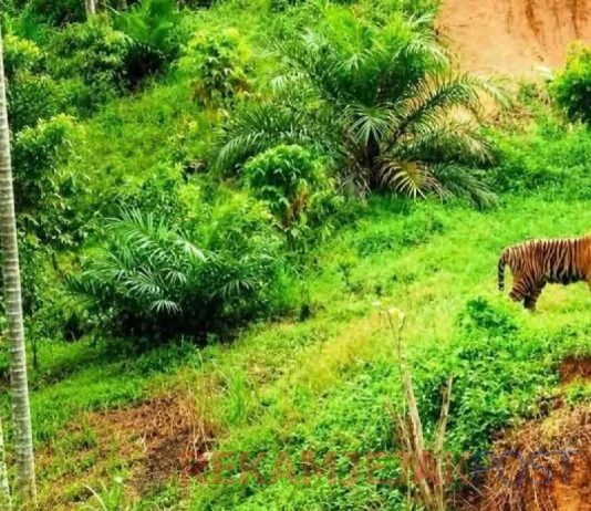 BKSDA Aceh Segera Kerahkan Tim Untuk Pencegahan Konflik Harimau Di Pemukiman Warga